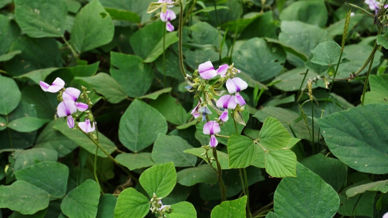 Closeup of flowers of Pueraria phaseoloides (tropical kudzu or puero), an invasive ground cover crop protects and enhances fertility of soil by nitrogen fixation.