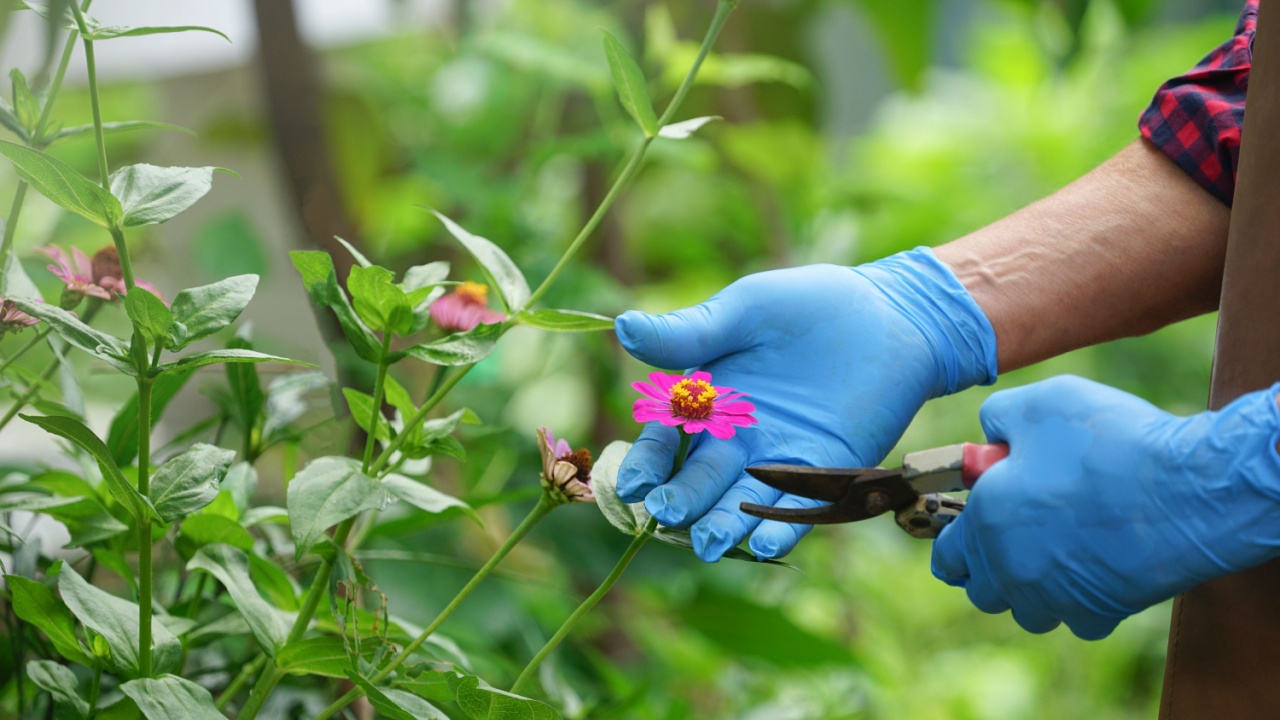 gardener decorating to cut deadheading zinnia flower for maintenance as a hobby to landscape design ornamental plants in the garden.