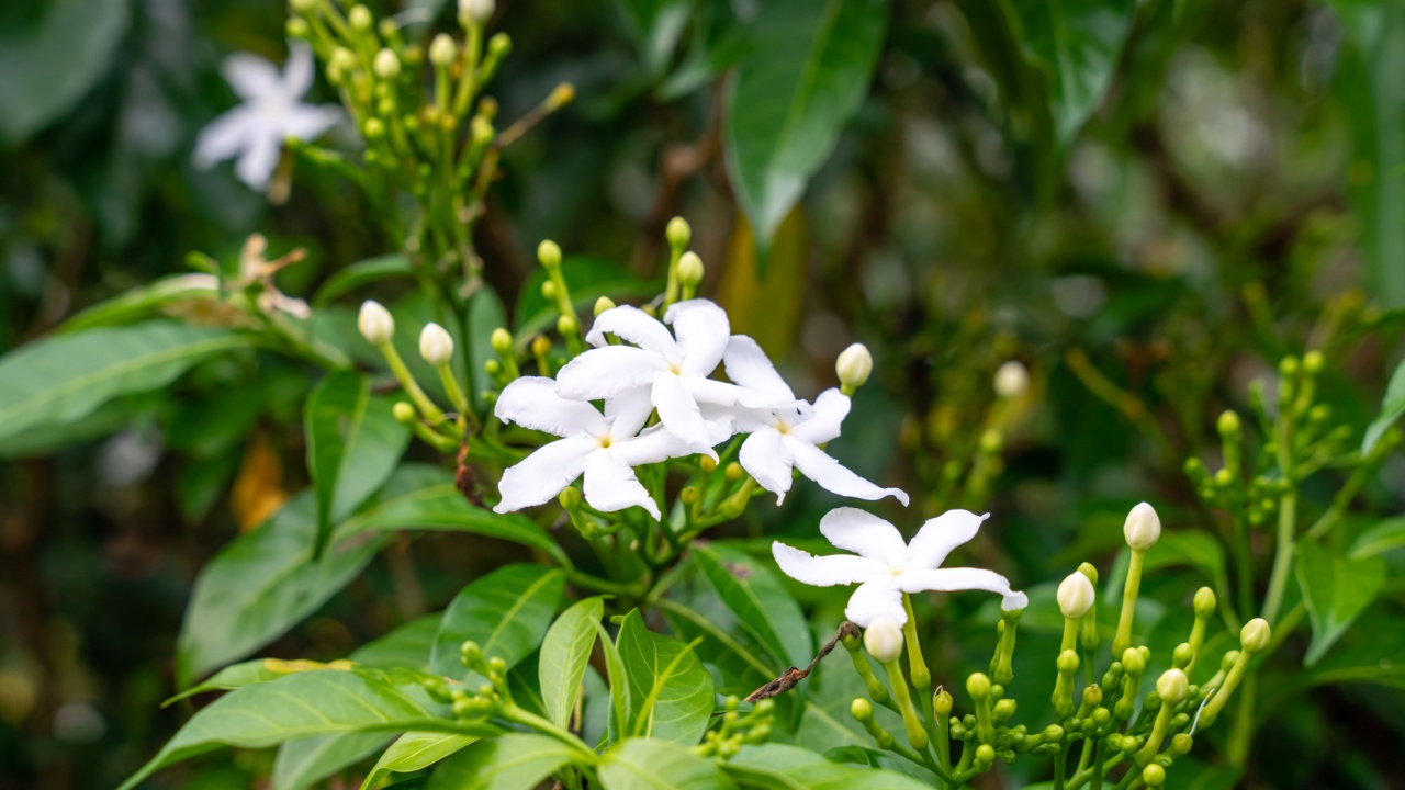 Ready for ImagesAdriana Best Herbs To Grow In The Fall For Your Climate Zone Edit Post “Best Herbs To Grow In The Fall For Your Climate Zone” ‹ Backyard Garden Lover — WordPress Ready for Images Adriana How To Freeze Tomatoes For Winter Edit Post “How To Freeze Tomatoes For Winter” ‹ Backyard Garden Lover — WordPress Ready for Images Serena How to Get Rid of Pokeweed Simply and Effectively Edit Post “How to Get Rid of Pokeweed Simply and Effectively” ‹ Backyard Garden Lover — WordPress Ready for Images Adriana Sustainable Living: A Step by Step Guide to a Simpler, More Fulfilling Life Edit Post “Sustainable Living: A Step by Step Guide to a Simpler, More Fulfilling Life” ‹ Backyard Garden Lover — WordPress Ready for Images Adriana 9 Pink Shade Perennials To Liven Up A Shady Garden Edit Post “9 Pink Shade Perennials To Liven Up A Shady Garden” ‹ Backyard Garden Lover — WordPress Ready for Images Adriana Are Chive Flowers Edible? 10 Clever Ways To Use Chive Blooms Edit Post “Are Chive Flowers Edible? 10 Clever Ways To Use Chive Blooms” ‹ Backyard Garden Lover — WordPress Ready for Images Adriana Savory Roasted Butternut Squash Soup Edit Post “Savory Roasted Butternut Squash Soup” ‹ Backyard Garden Lover — WordPress Ready for Images Adriana Are Cilantro Flowers Edible? 5 Delicious Ways To Use Cilantro Blooms Edit Post “Are Cilantro Flowers Edible? 5 Delicious Ways To Use Cilantro Blooms” ‹ Backyard Garden Lover — WordPress Ready for Images Adriana How to Grow Eggplant: An Easy And Delicious Fruit Edit Post “How to Grow Eggplant: An Easy And Delicious Fruit” ‹ Backyard Garden Lover — WordPress Ready for Images Adriana Best Herbs To Grow In The Fall For Your Climate Zone Edit Post “Best Herbs To Grow In The Fall For Your Climate Zone” ‹ Backyard Garden Lover — WordPress Ready for Images Adriana How To Freeze Tomatoes For Winter Edit Post “How To Freeze Tomatoes For Winter” ‹ Backyard Garden Lover — WordPress Ready for Images Serena How to Get Rid of Pokeweed Simply and Effectively Edit Post “How to Get Rid of Pokeweed Simply and Effectively” ‹ Backyard Garden Lover — WordPress Ready for Images Adriana Sustainable Living: A Step by Step Guide to a Simpler, More Fulfilling Life Edit Post “Sustainable Living: A Step by Step Guide to a Simpler, More Fulfilling Life” ‹ Backyard Garden Lover — WordPress Ready for Images Adriana 9 Pink Shade Perennials To Liven Up A Shady Garden Edit Post “9 Pink Shade Perennials To Liven Up A Shady Garden” ‹ Backyard Garden Lover — WordPress Ready for Images Adriana Are Chive Flowers Edible? 10 Clever Ways To Use Chive Blooms Edit Post “Are Chive Flowers Edible? 10 Clever Ways To Use Chive Blooms” ‹ Backyard Garden Lover — WordPress Ready for Images Adriana Savory Roasted Butternut Squash Soup Edit Post “Savory Roasted Butternut Squash Soup” ‹ Backyard Garden Lover — WordPress Ready for Images Adriana Are Cilantro Flowers Edible? 5 Delicious Ways To Use Cilantro Blooms Edit Post “Are Cilantro Flowers Edible? 5 Delicious Ways To Use Cilantro Blooms” ‹ Backyard Garden Lover — WordPress Ready for Images Adriana How to Grow Eggplant: An Easy And Delicious Fruit Edit Post “How to Grow Eggplant: An Easy And Delicious Fruit” ‹ Backyard Garden Lover — WordPress Jasminum sambac (Arabian jasmine or Sambac jasmine) is a species of jasmine native to tropical Asia, from the Indian subcontinent to Southeast Asia.