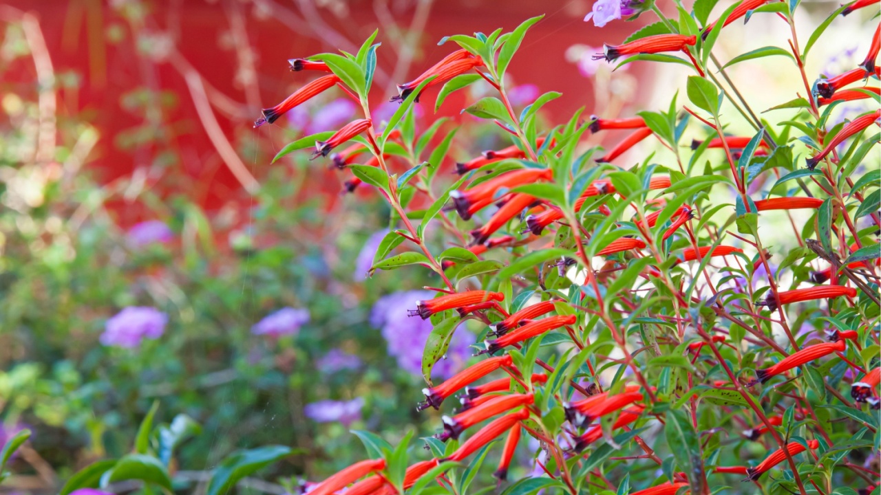 Cuphea ignea, also known as cigar flower, firecracker plant, or Mexican cigar.