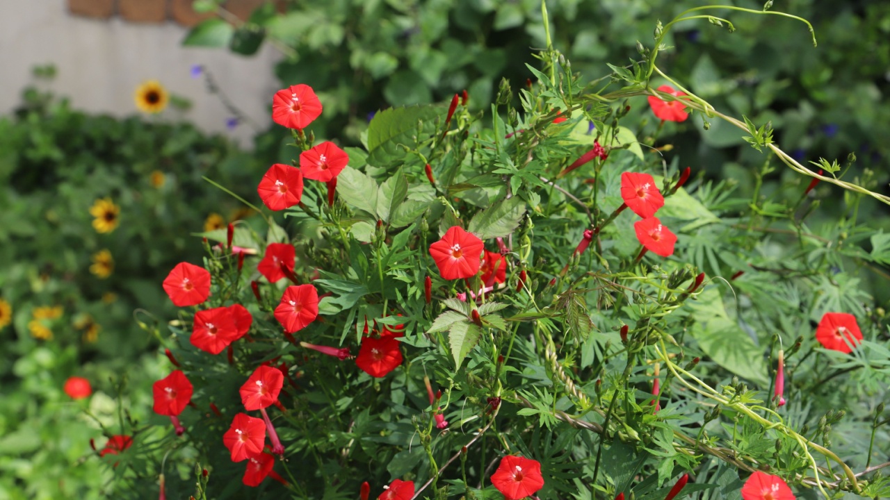 Red flowers of Cardinal Climber blooming in the autumn garden of Japan.