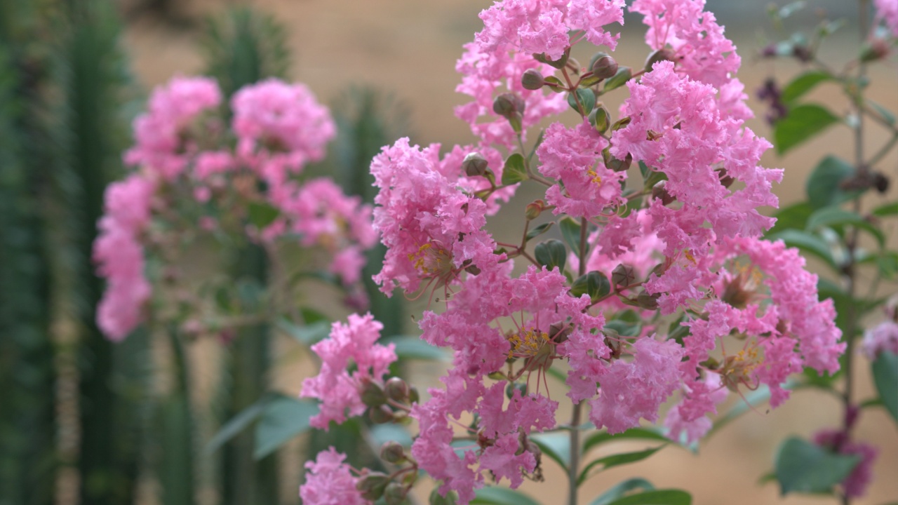 Hopi Dwarf Crape Myrtle Lagerstroemia indica Pink flower close up and blur background flower garden