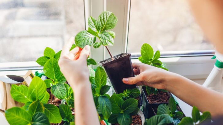 22 Brilliant Ways to Get Free Plants for Your Indoor and Outdoor Garden