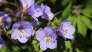 Beautiful blooming Jacob's ladder in sunny April