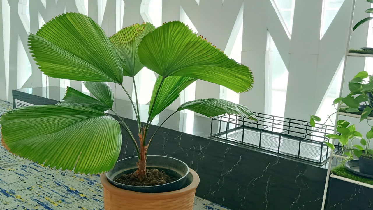 Bright leaves of Licuala grandis or the Ruffled Fan Palm.