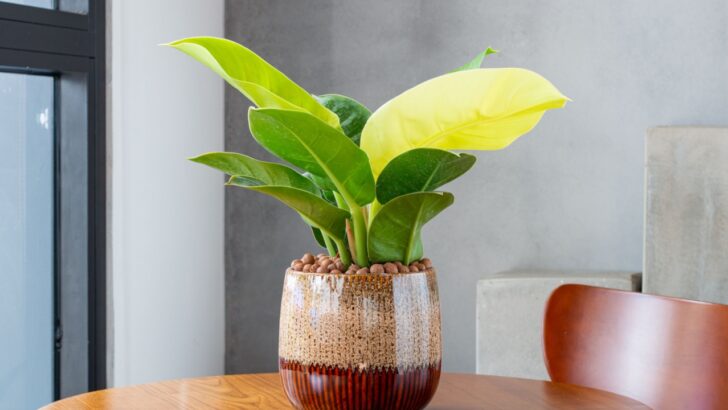These 20 Large-Leaf Houseplants Add Dramatic Beauty to Your Home