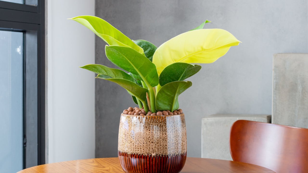 Philodendron Moonlight (Imperial yellow) grown in unique enamel pots. Multi-colored planters. Decoration in the living room. Houseplant care concept. Indoor plants. Decoration on the desk.