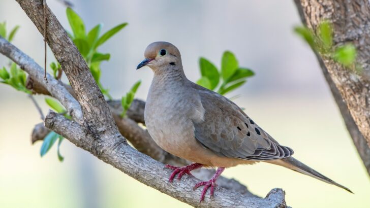 How to Attract Mourning Doves to Your Yard: 14 Proven Tips