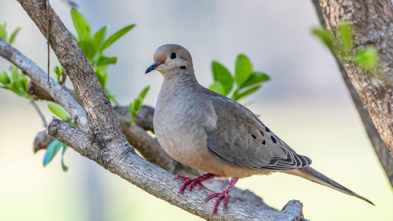 Mourning Dove Resting Peacefully on a Branch in Early Spring in Louisiana
