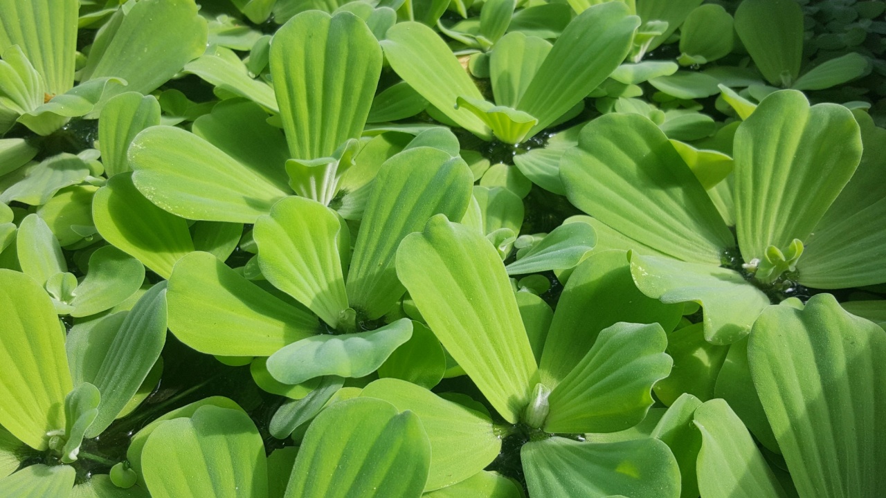 Grail (English: Water Lettuce), common name Water Lettuce, scientific name Pistia stratiotes Linnaeus, family Araceae.
