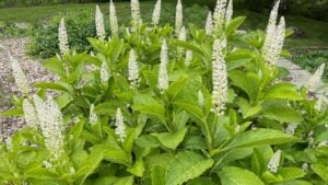 American pokeweed is a perennial and an important medicinal plant.