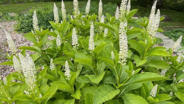 How to Rid the Yard of Pesky Pokeweed Efficiently