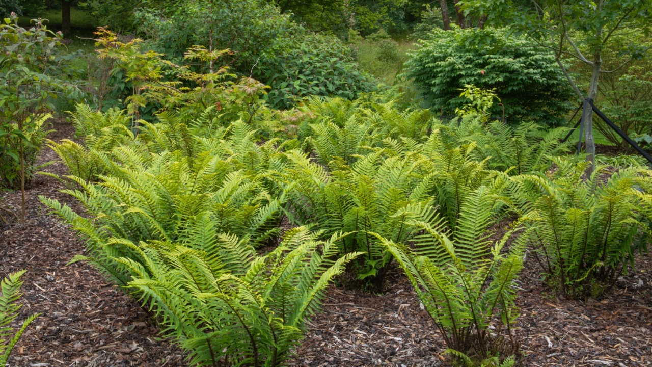 Dryopteris Atrata, the wood or buckler fern, a shade loving semi green clump forming plant