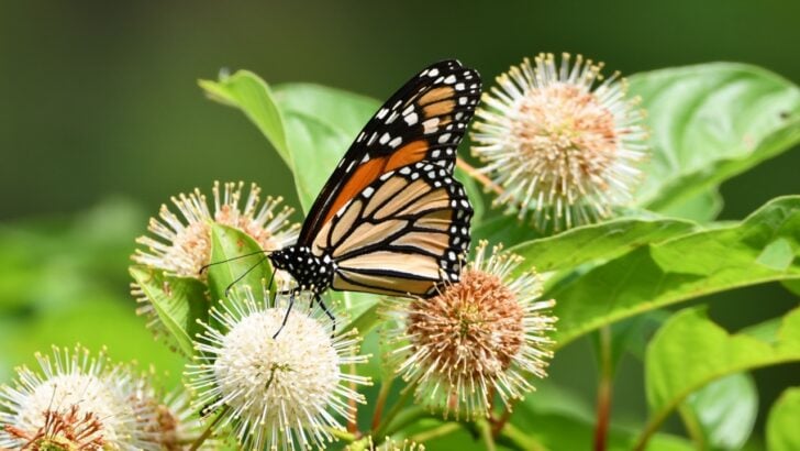 20 Blooming Bushes to Attract Butterflies to Your Yard&nbsp;
