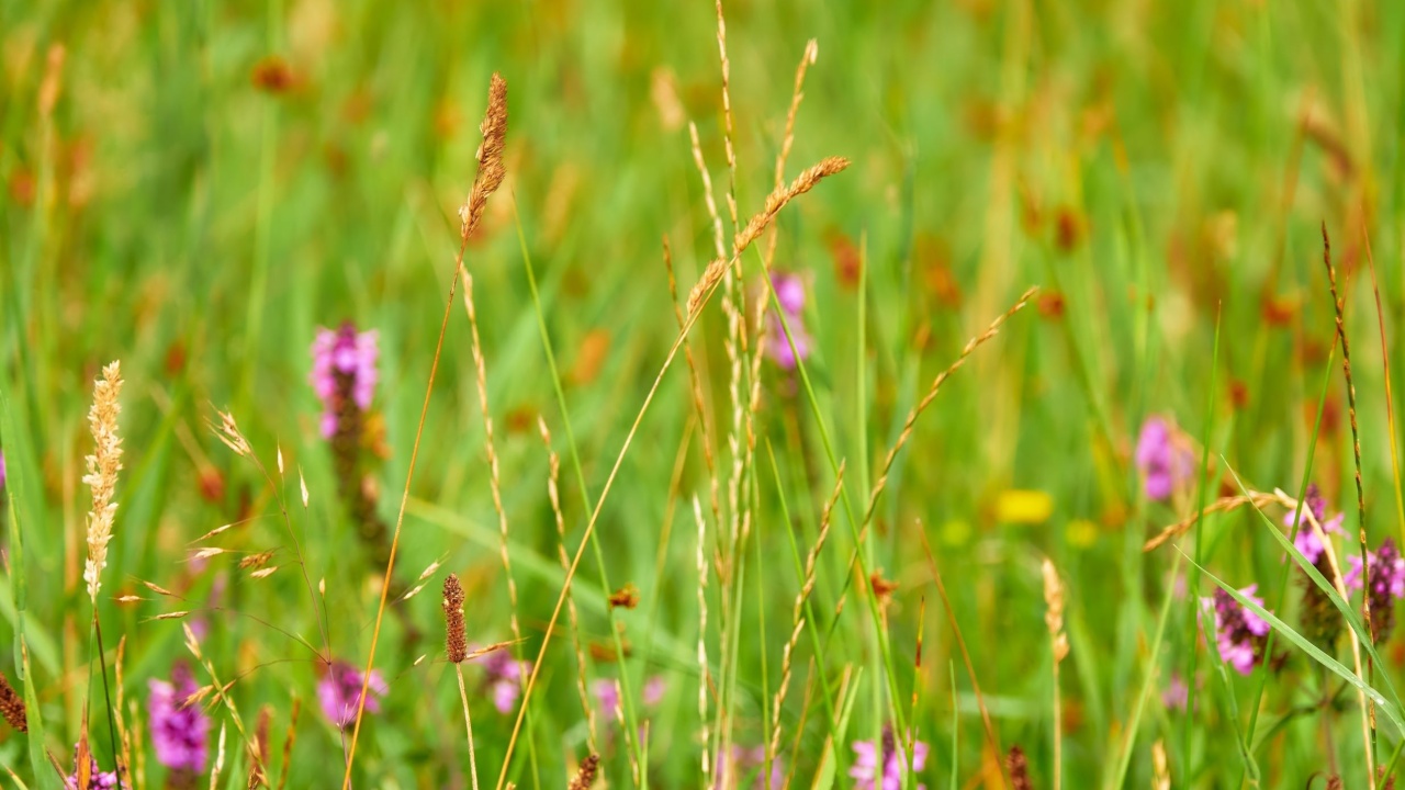 Molinia caerulea, known by common name purple moor-grass, is grass that is native to Europe, west Asia, and north Africa.