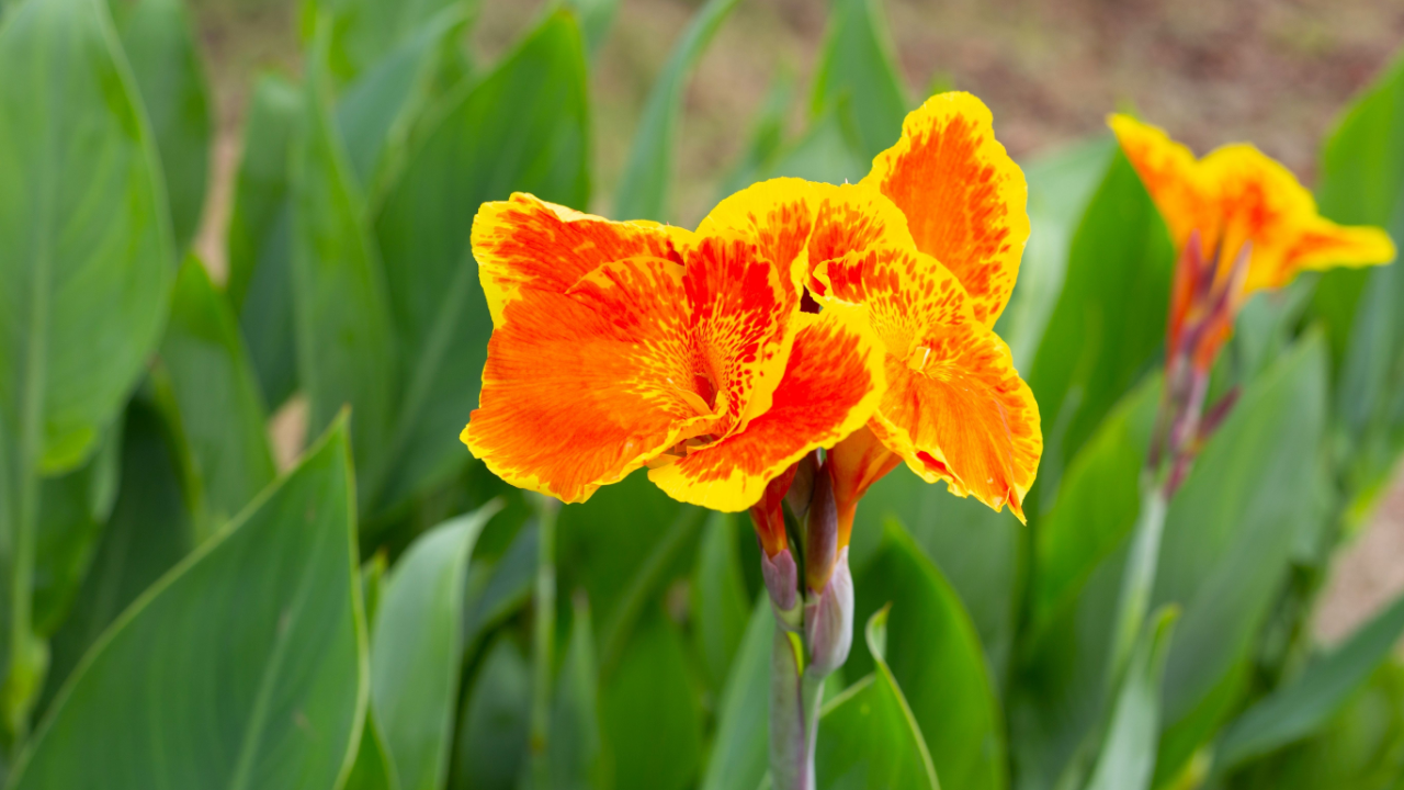 Beautiful canna flower with green leaves in the garden