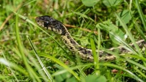 Common eastern Garter snake, moving through grass, looking at camera