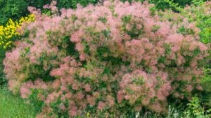 Flowering bush, Pink Sumac Smoke tree at sunlight, Nature