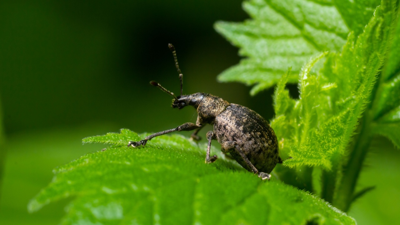 A black vine weevil, Otiorhynchus sulcatus, Family Curculionidae, on a wild privet leaf.
