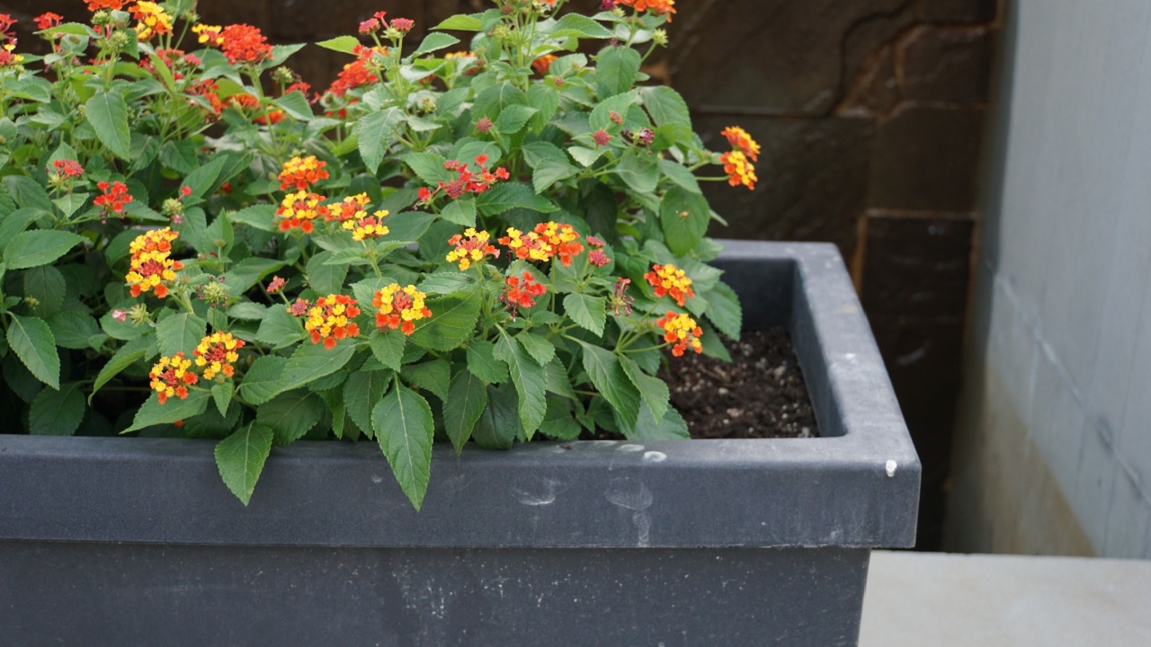 lantana flowers in plant container