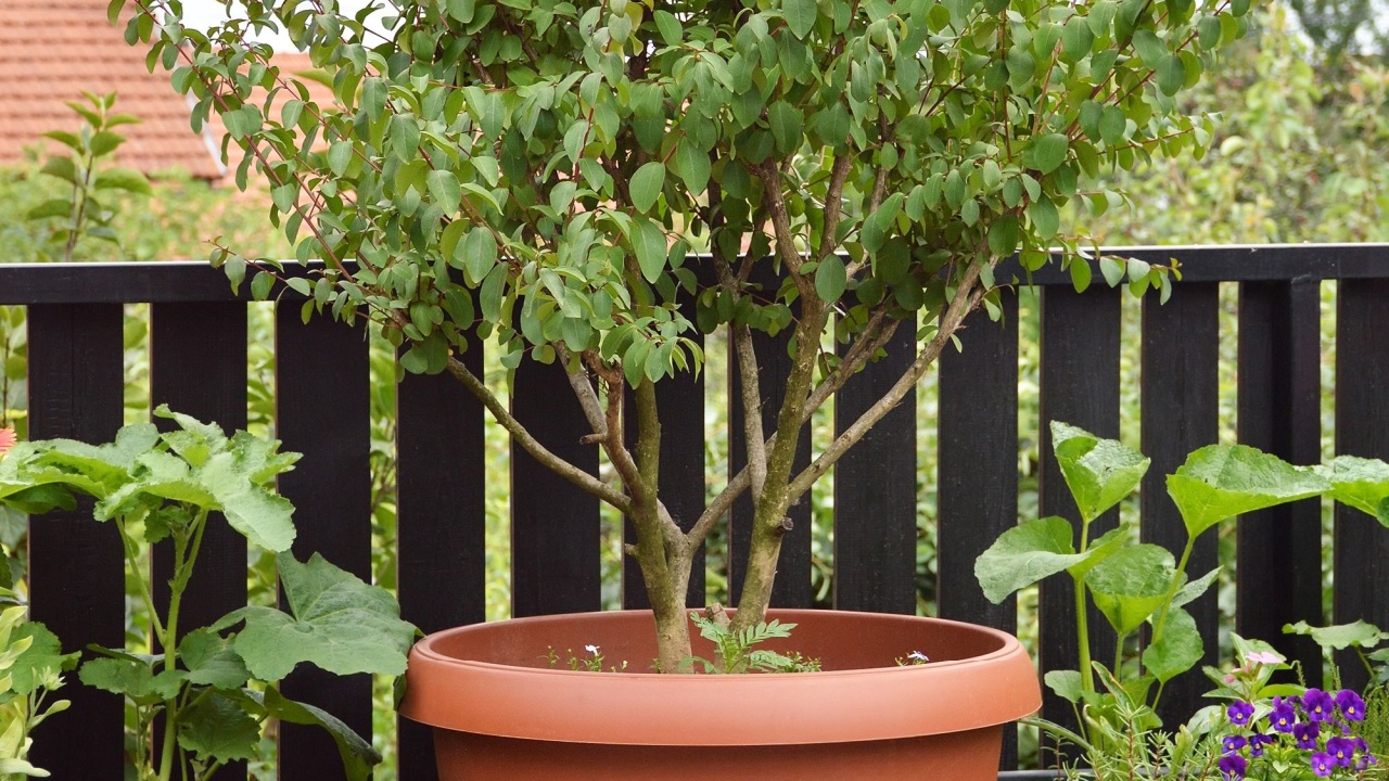 Crepe-myrtle tree in container. Urban garden concept