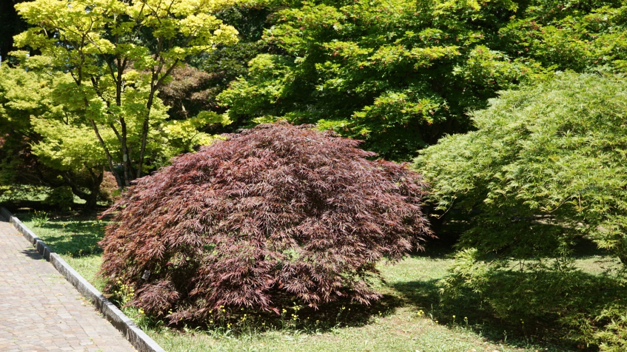 Beauty of Acer Palmatum leaves: Colors and shapes of Japanese Maple Foliage. Summer shots