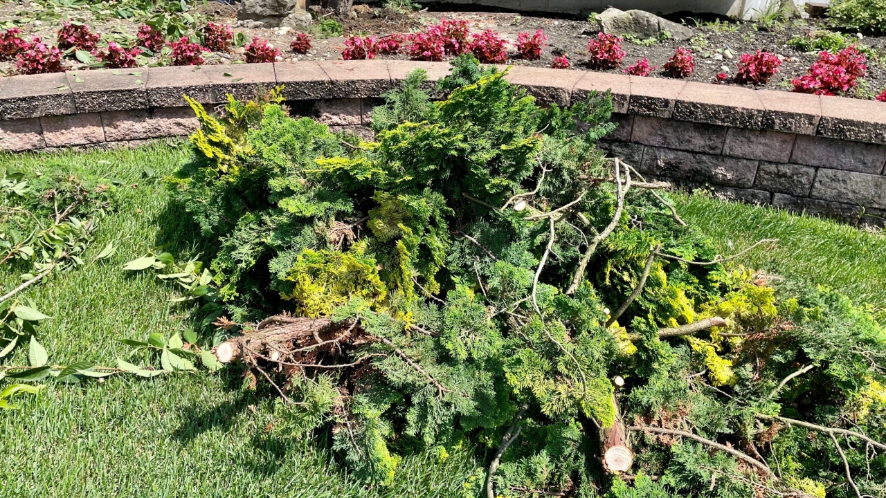 A man removing a tree from a flowerbed. The tree is deconstructed and laying in a pile on the lawn. The man is cutting the roots with a sharp shovel.