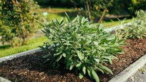 The gray-green leaves of sage, Salvia officinalis. A background of green leaves of sage herbs. Herb garden. Sage in the garden.Nature green sage plant, (salvia officinalis) in in vegetable garden.