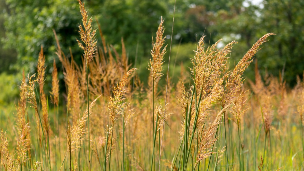 Indiangrass growing in the prairie planting area near the pond