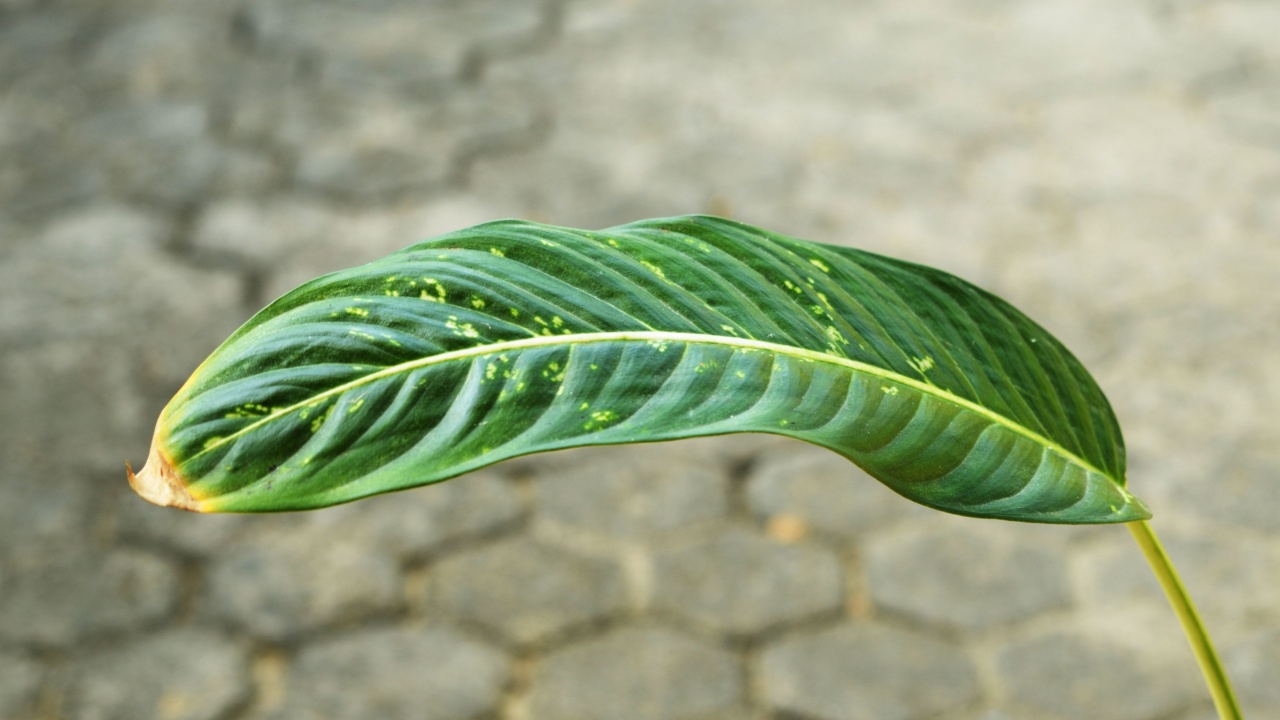 Dieffenbachia Crocodile is probably the most remarkable hybrid among dieffenbachia family and for a good reason. Selective focus, blurring, macro photography