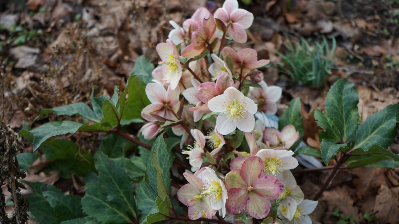 Evergreen Helleborus spp. during the cold season. Hellebore, lat. Helleborus, Christmas rose, spring rose or snow rose, is a genus of perennial herbaceous plants in the family Ranunculaceae. Berlin