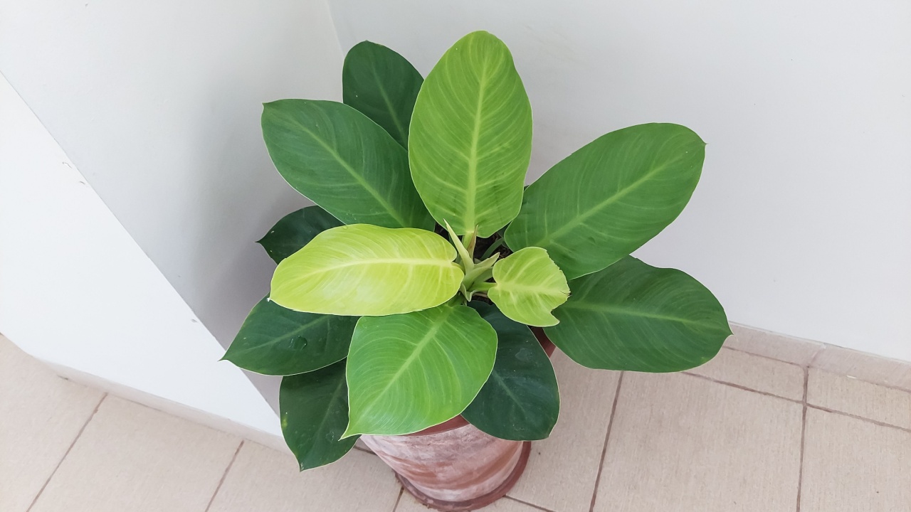 Philodendron moonlight (Philodendron hederaceum 'Moonlight') grow indoor. Selective focus image