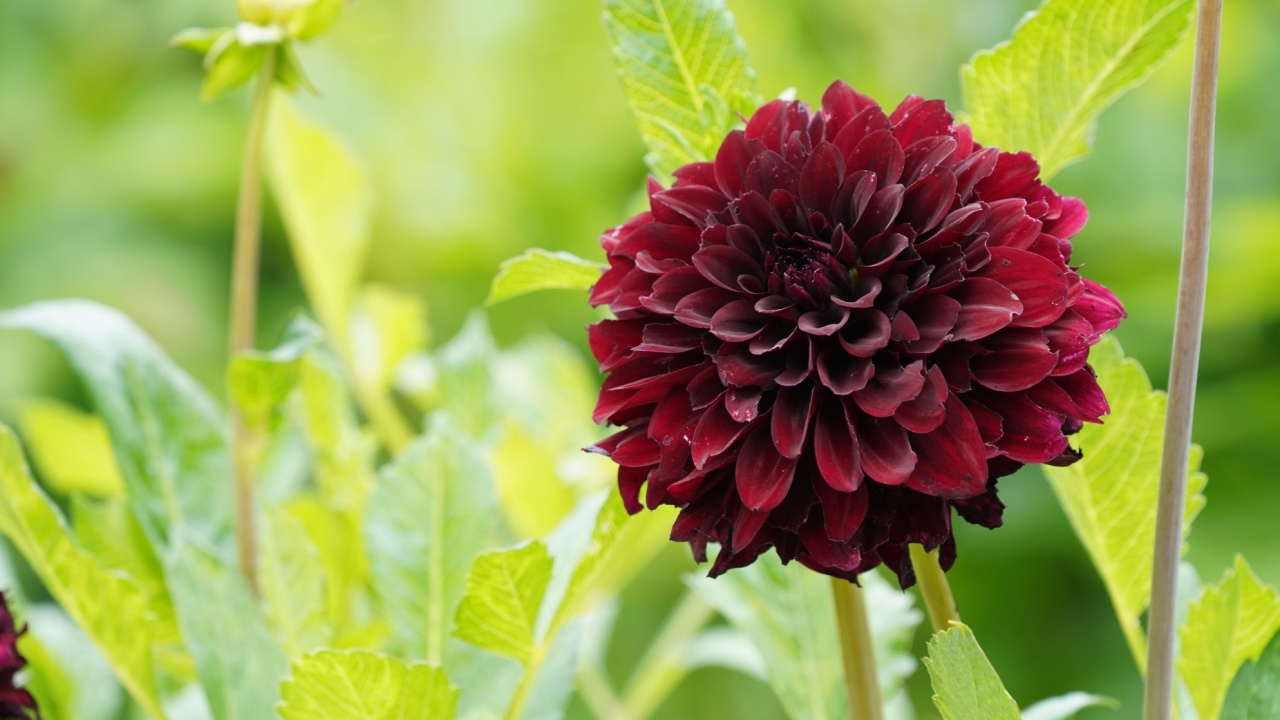 Flowers of Dahlia hybrids 'Rip City'