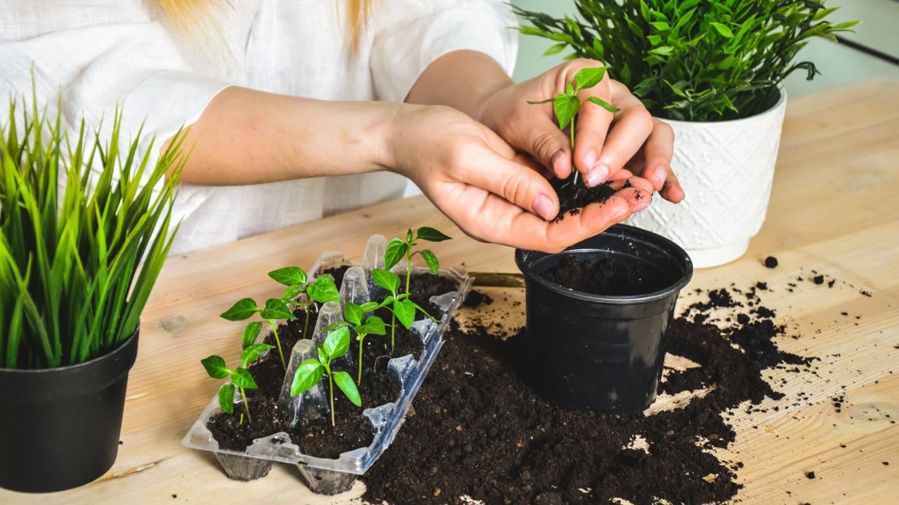 The concept of healthy organic nutrition. A young woman transplants pepper seedlings. Seedlings of the green pepper plant. Spring. The girl is raking the ground around the sprout. Gardening