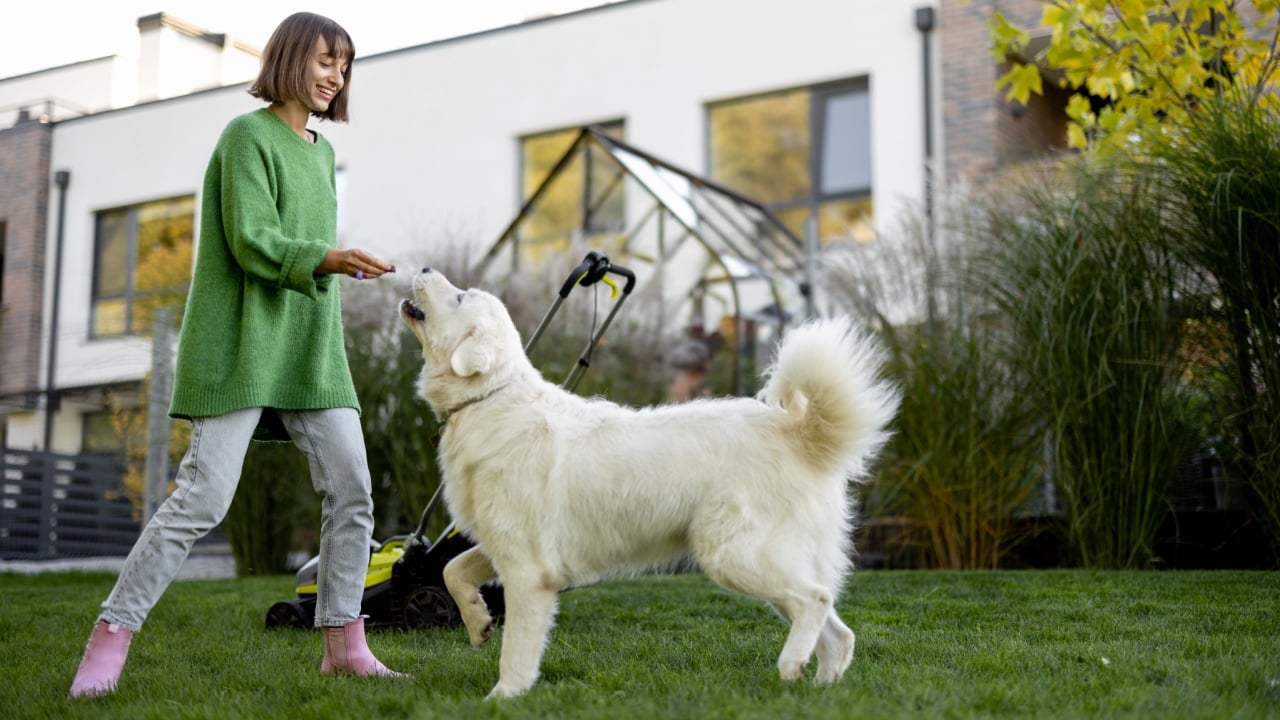Young woman plays with her white adorable dog, spending leisure time with pet at backyard of her cottage. Cutting grass with a lawnmower