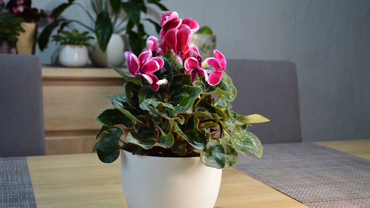 Cyclamen plant in flower pot on the table