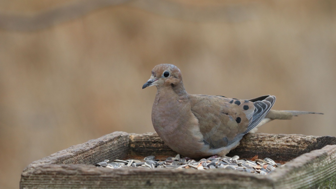 Mourning Dove sitting on bird feeding station