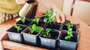 Watering transplanted bigleaf hydrangeas cuttings in pots with watering can. Growing new plants at home. Spring gardening. Propagation