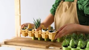 Growing plants in egg box, creative way to grow plants