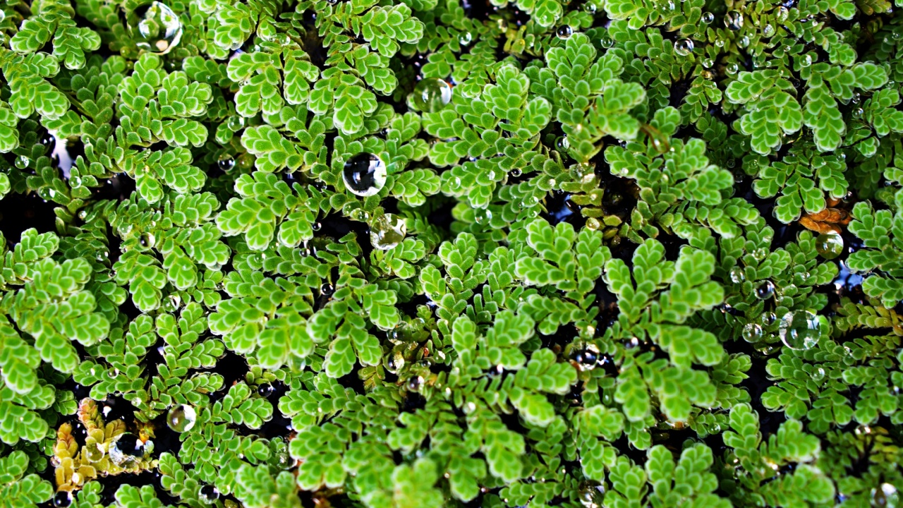 Closeup green plant Azolla filiculoides ,Pacific Mosquito Fern ,American Water Fern ,Pacific Azolla ,red water velvet ,fairy moss 
