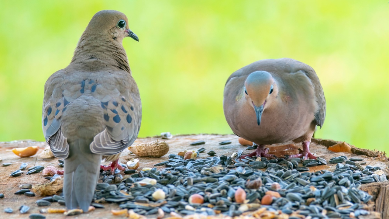 a pair of Mourning Doves Eating Bird Food.
