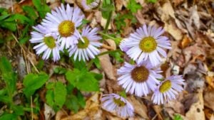 The beautiful Robin's plantain flowers surrounded by dry fallen leaves