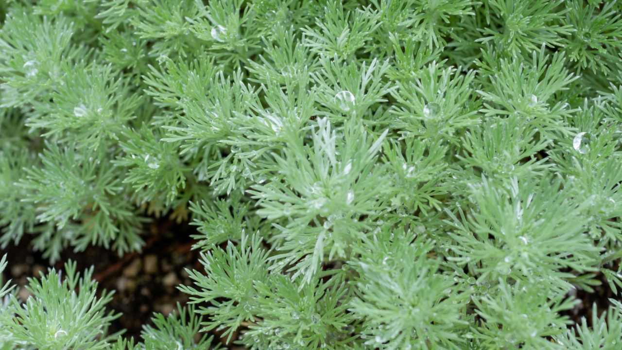 Silver mound with a dewy, mysterious feeling found in a botanical garden. Artemisia schmidtiana, Silver Mound Artemisia, Angel's Hair