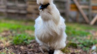White, bantam, Silkie chicken tilling the ground while looking curiously at the camera on a farm with a tall wooded fence in the background on an overcasted, evening day