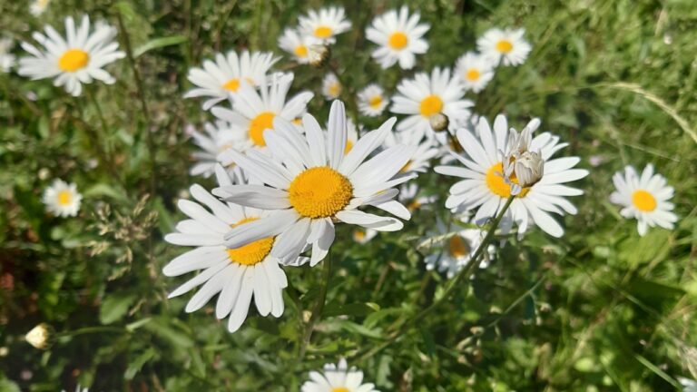 Shasta daisy flowers ( latin name Leucanthemum superbum ) is a commonly grown flowering herbaceous perennial plant