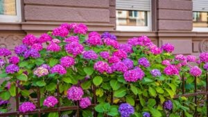 Huge flowering hydrangeas, close up. Endless summer Hydrangea flowers. Natural Pink violet Hydrangea macrophylla Blossoming bush near house wall. Purple pink hortensia blooms in front garden.