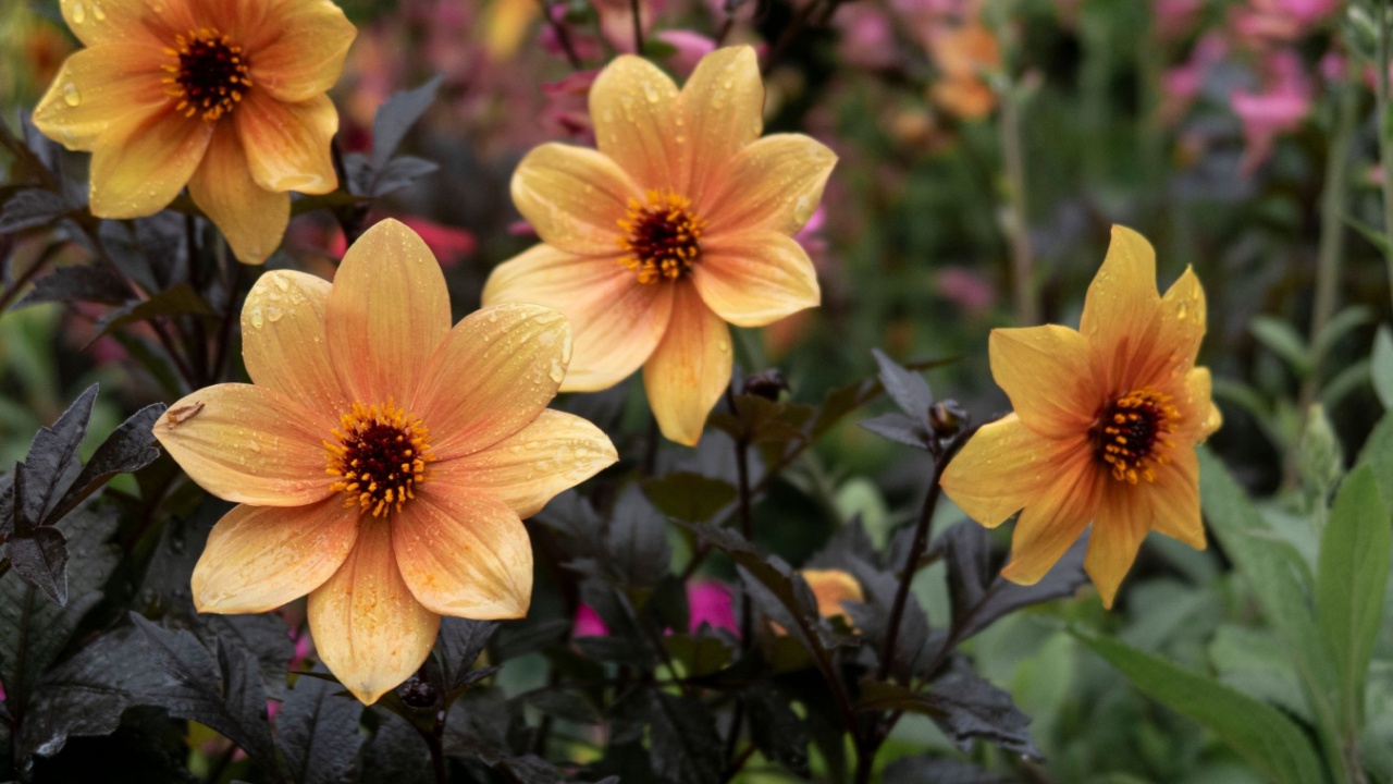 Mystic Spirit Dahlia Flower Blossoming in the Spring