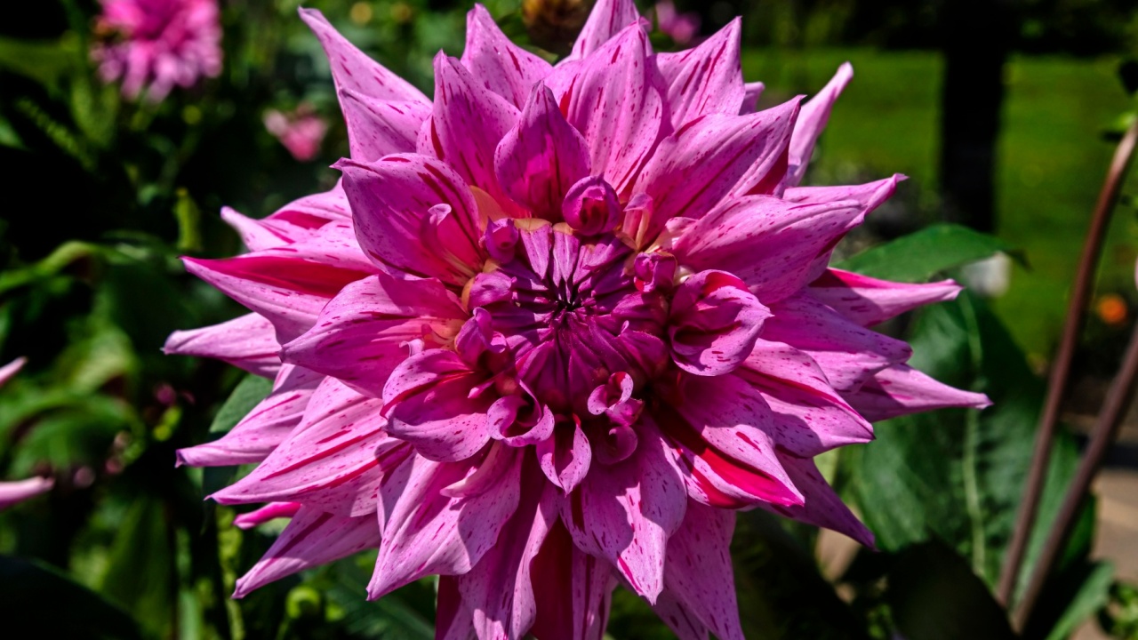 View of dahlia in the garden. Variety - American dream