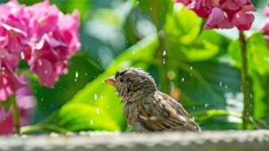 The best choices offer nectar, seeds, safe perches, and seasonal color without crowding the basin or blocking sightlines for wary birds.
