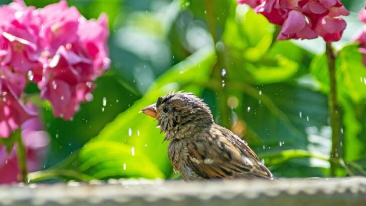 11 Flowers That Look Great Around a Birth Bath (And Will Attract Visitors)